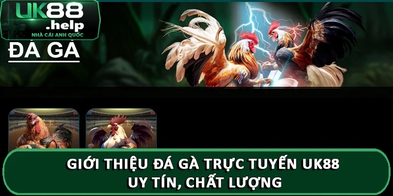 Giới thiệu Đá Gà Trực Tuyến UK88 ăn thưởng lớn 2025 2 Giới thiệu đá gà trực tuyến UK88 với luật chơi đơn giản