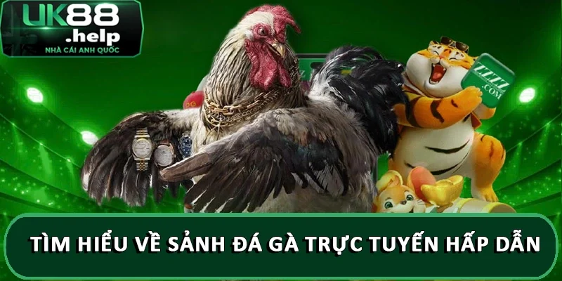 Tổng hợp kinh nghiệm chơi đá gà từ chuyên gia UK88 1 Tìm hiểu về sảnh đá gà trực tuyến hấp dẫn